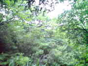 SN381910.jpg
