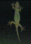 image_0011.jpg