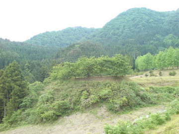 SN381778.jpg