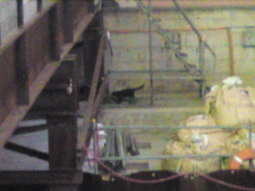SN3J1947.jpg