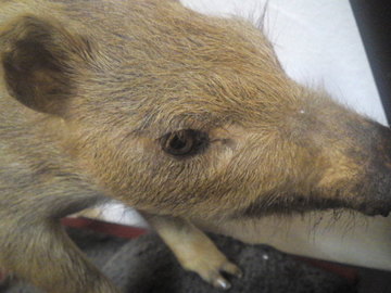 mini_120125_1825.jpg